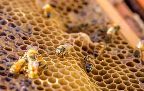 Sweet spot how hitachi tech is helping save the bees
